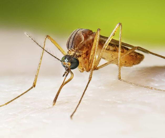 Los casos del virus del Nilo Occidental suben en EEUU y generan alertas sanitarias Los casos del virus del Nilo Occidental suben en EEUU y generan alertas sanitarias