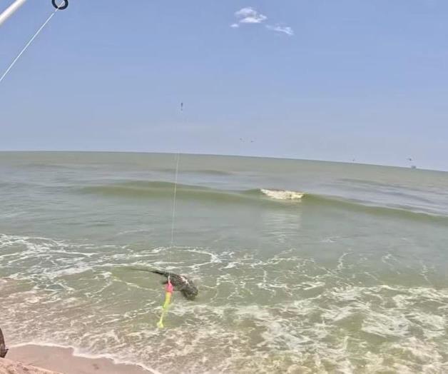 Buscan capturar a cocodrilos en playa de Altamira Buscan capturar a cocodrilos en playa de Altamira