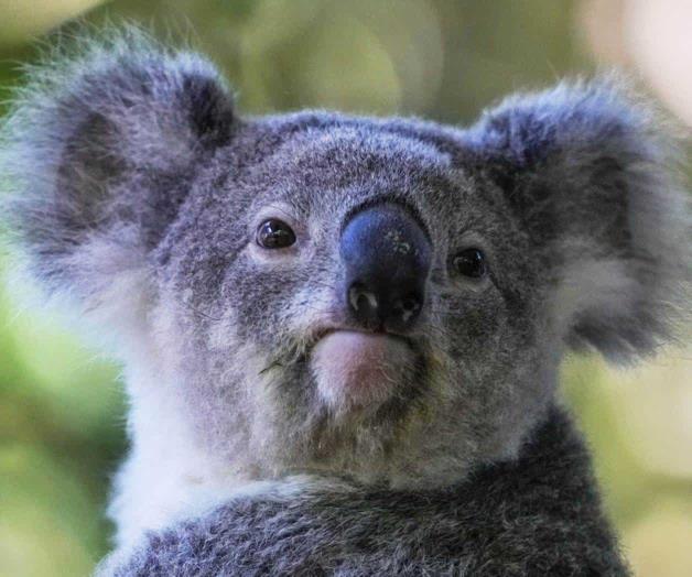 Australia aprueba la primera vacuna del mundo para proteger a los koalas de la clamidia Australia aprueba la primera vacuna del mundo para proteger a los koalas de la clamidia