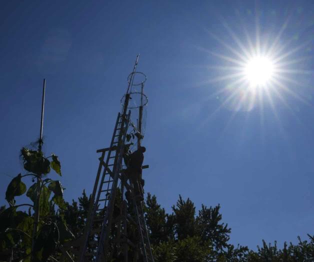 El girasol más alto del mundo florece en un jardín de Indiana como un homenaje a Ucrania El girasol más alto del mundo florece en un jardín de Indiana como un homenaje a Ucrania