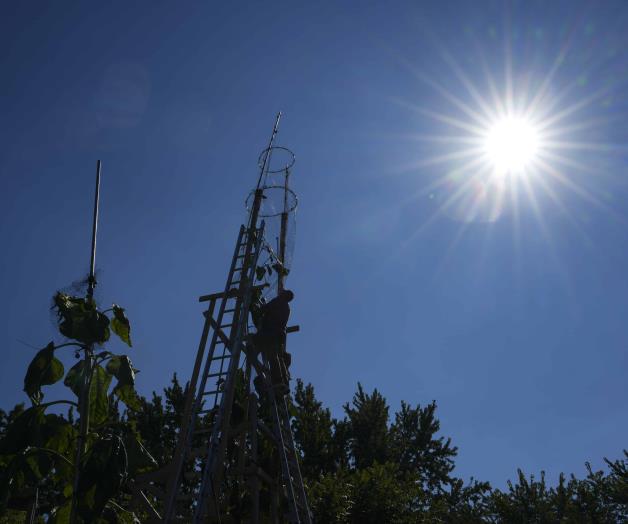 Girasol más alto del mundo florece en Indiana Girasol más alto del mundo florece en Indiana