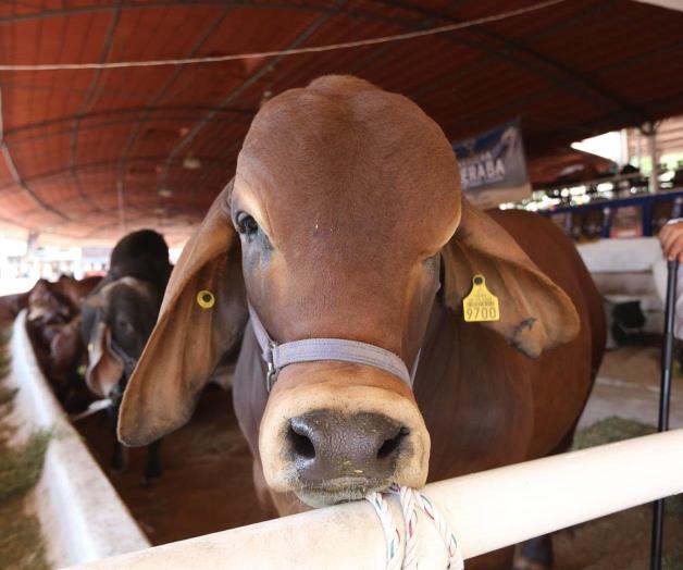 Extendería EU cierre a ganado hasta 2026 Extendería EU cierre a ganado hasta 2026