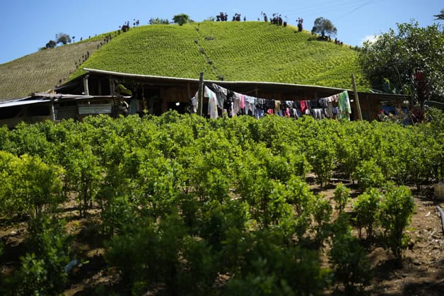 Descertificación de EEUU reta política de drogas de Petro a dar más logros en Colombia Descertificación de EEUU reta política de drogas de Petro a dar más logros en Colombia