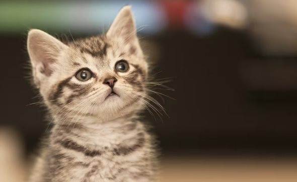 Consejos de limpieza para mantener la higiene en hogares con felinos Consejos de limpieza para mantener la higiene en hogares con felinos