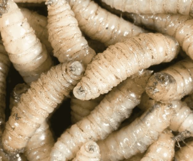 Mueren adultos mayores que tuvieron gusano barrenador Mueren adultos mayores que tuvieron gusano barrenador