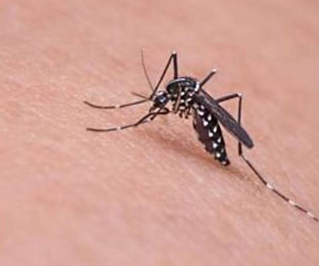 Previene Salud aumento de dengue tras lluvias en Tamaulipas y Veracruz Previene Salud aumento de dengue tras lluvias en Tamaulipas y Veracruz