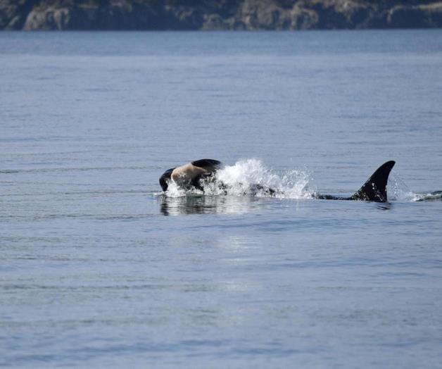 Una nueva orca es vista cargando el cadáver de su cría en aguas de Washington Una nueva orca es vista cargando el cadáver de su cría en aguas de Washington