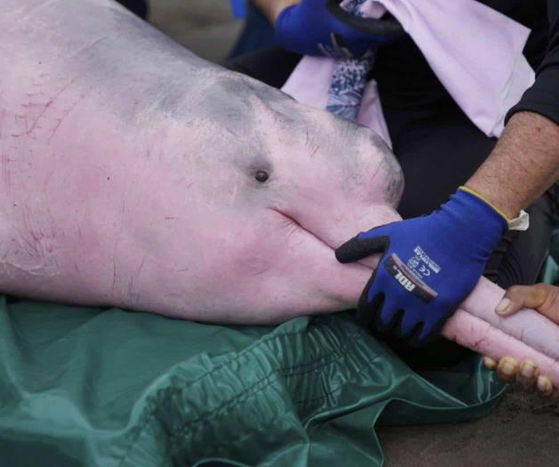 Delfín rosado del Amazonas enfrenta una amenaza cada vez mayor por el mercurio Delfín rosado del Amazonas enfrenta una amenaza cada vez mayor por el mercurio