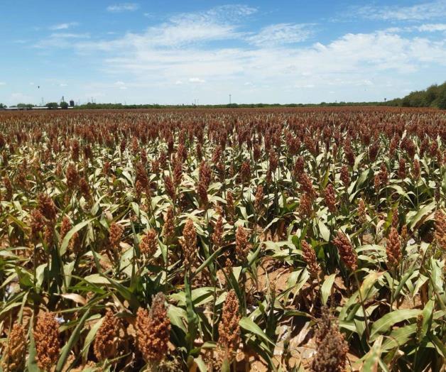 Productores agr&iacute;colas siguen sin apoyo oficial