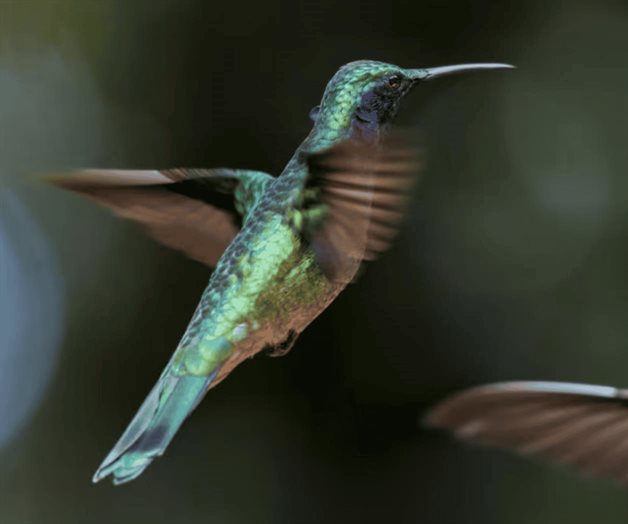 ¿Cómo atraer colibríes a tu jardín? Conoce qué tipos de flores usar ¿Cómo atraer colibríes a tu jardín? Conoce qué tipos de flores usar