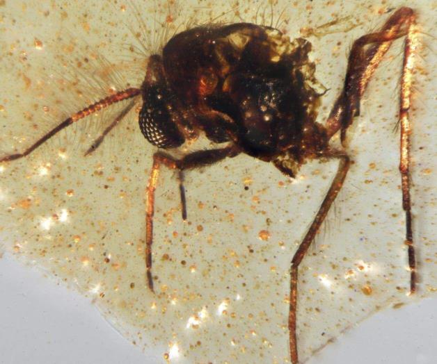 Descubrimiento de insectos atrapados en ámbar revela detalles de la Amazonía antigua Descubrimiento de insectos atrapados en ámbar revela detalles de la Amazonía antigua