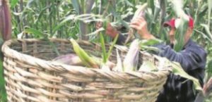 Productores de estados exigen aumento en precios de garantía del maíz