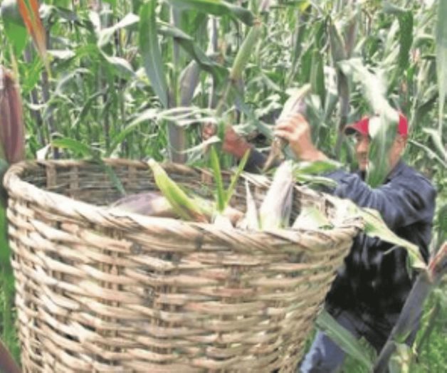 Productores de estados exigen aumento en precios de garantía del maíz Productores de estados exigen aumento en precios de garantía del maíz