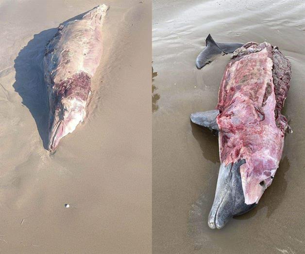 Matan delfines en Matamoros Matan delfines en Matamoros