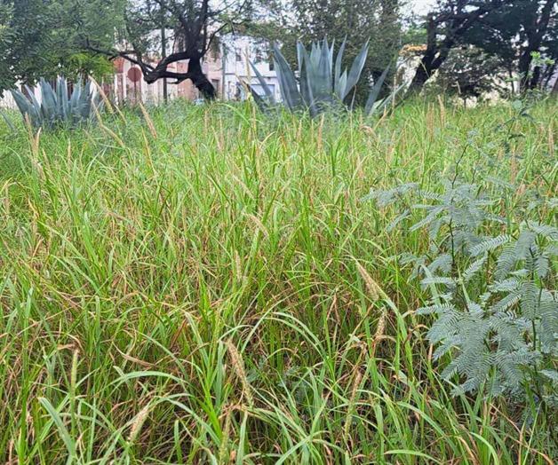 Invade la maleza a la colonia Bermúdez Invade la maleza a la colonia Bermúdez