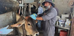 Medidas urgentes para prevenir expansión del gusano barrenador