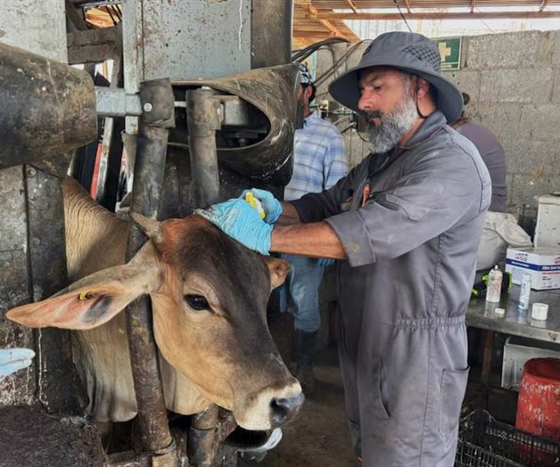 Medidas urgentes para prevenir expansión del gusano barrenador Medidas urgentes para prevenir expansión del gusano barrenador