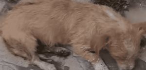 Buscan a responsables de envenenar a 30 perros y gatos en Guanajuato