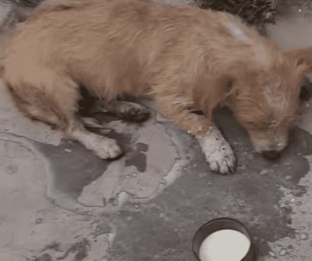 Buscan a responsables de envenenar a 30 perros y gatos en Guanajuato Buscan a responsables de envenenar a 30 perros y gatos en Guanajuato