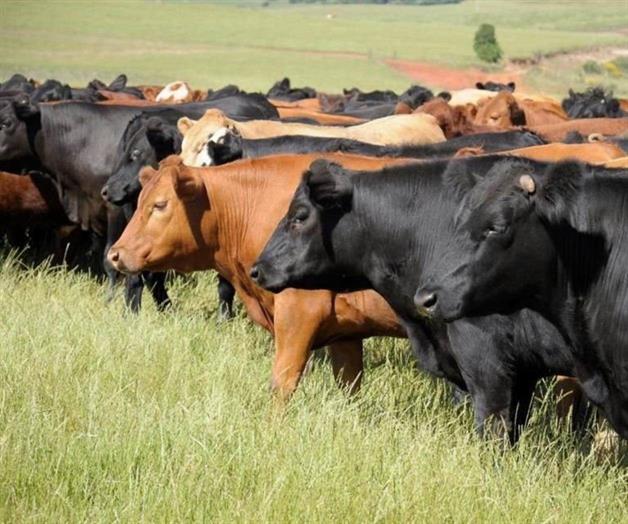 Reportan primer caso de gusano barrenador en Nuevo León Reportan primer caso de gusano barrenador en Nuevo León