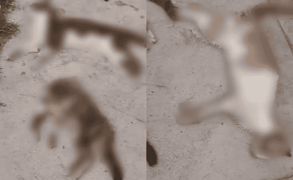 Buscan a responsables de envenenar a 30 perros y gatos en Guanajuato Buscan a responsables de envenenar a 30 perros y gatos en Guanajuato