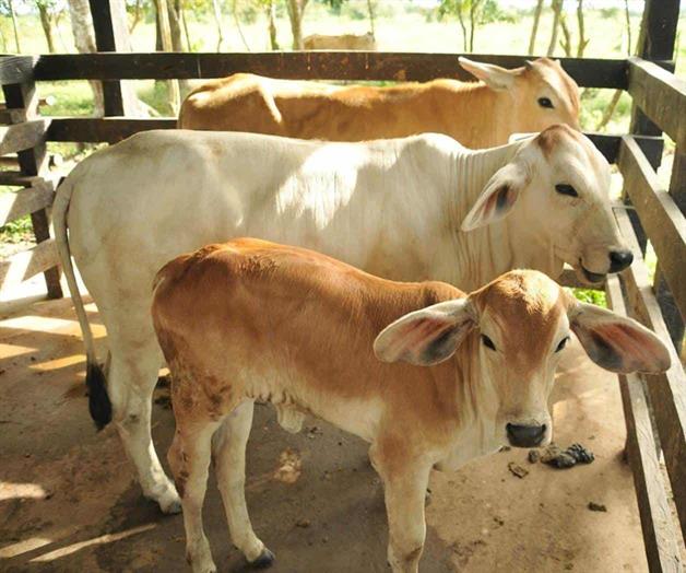 Acepta EU acuerdo por el gusano barrenador Acepta EU acuerdo por el gusano barrenador