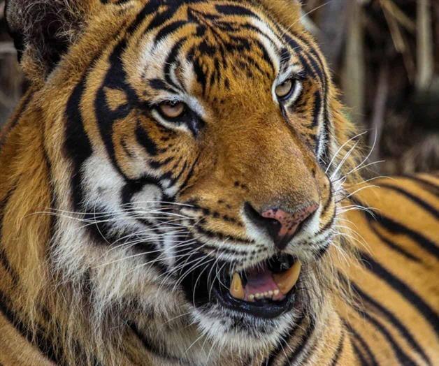 Tigre mata a cuidador en reserva de vida silvestre Tigre mata a cuidador en reserva de vida silvestre
