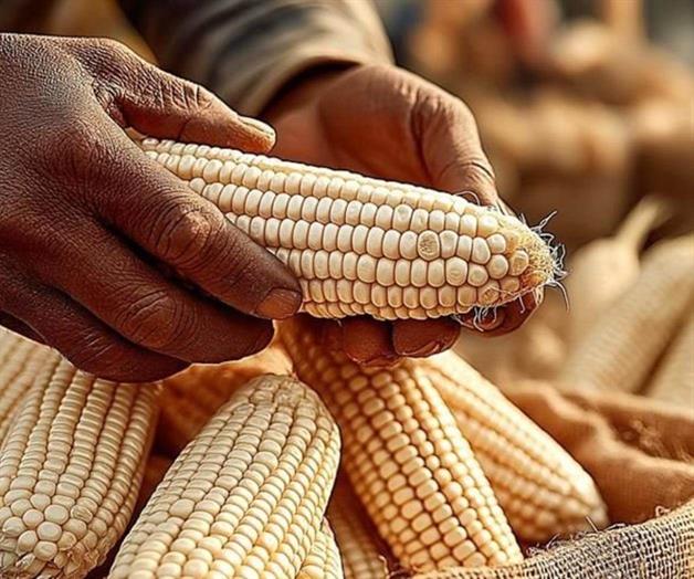 México importa más maíz blanco en 2025 México importa más maíz blanco en 2025