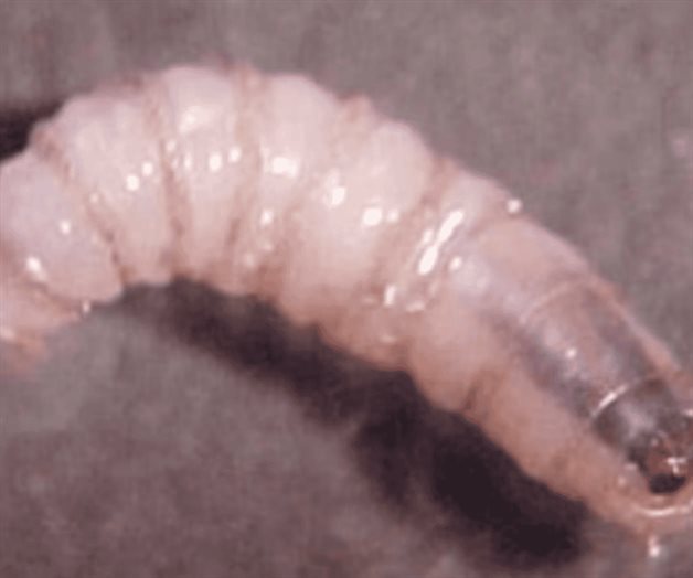 Reportan tres casos de gusano barrenador en humanos en Yucatán Reportan tres casos de gusano barrenador en humanos en Yucatán