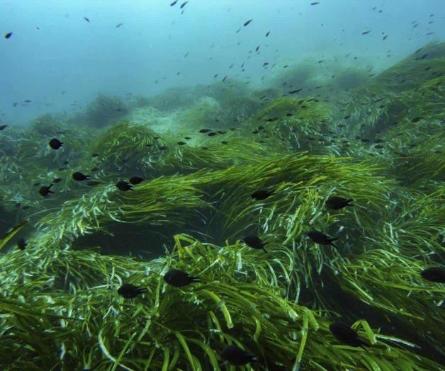 Ratifica México Tratado de Alta Mar