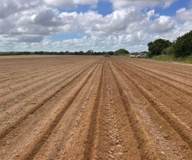 Sigue apuesta por el ajonjolí Sigue apuesta por el ajonjolí