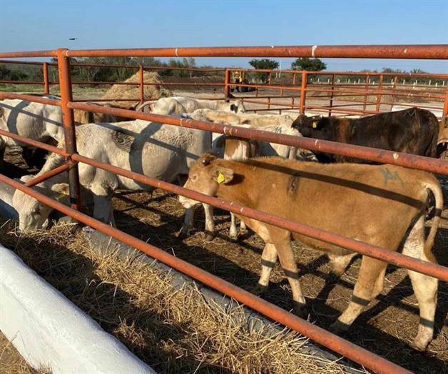 ¡Gusano barrenador alerta a ganaderos! ¡Gusano barrenador alerta a ganaderos!