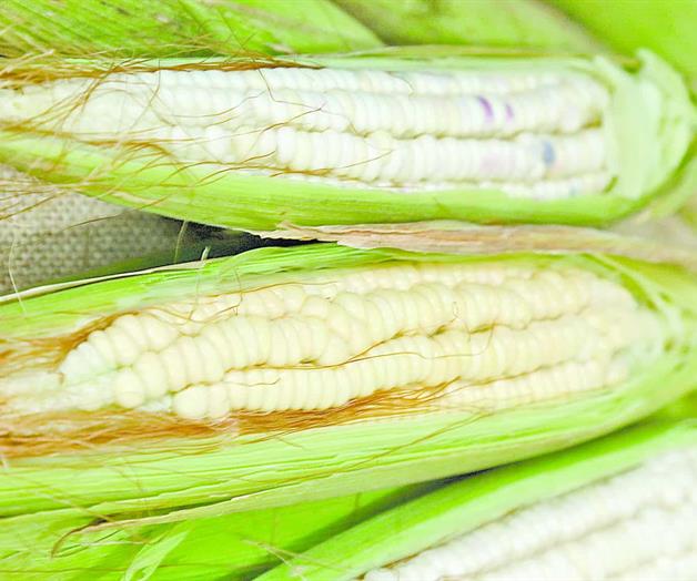 México aumenta 268% compras de maíz a EU México aumenta 268% compras de maíz a EU