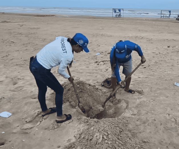 Alerta en Playa Bagdad por detección de gripe aviar en gaviota Alerta en Playa Bagdad por detección de gripe aviar en gaviota