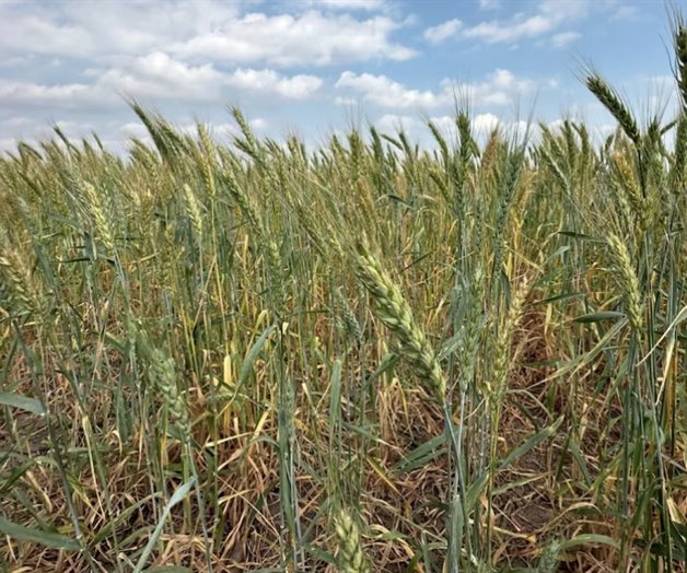 Tamaulipas promueve siembra de trigo en 3 municipios