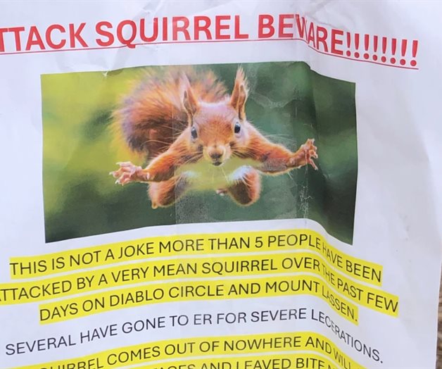 Ardilla ataca residentes en San Francisco: dos personas heridas Ardilla ataca residentes en San Francisco: dos personas heridas