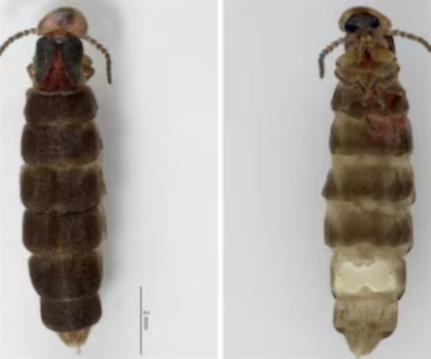 Buscan nombre para especie de luciérnaga descubierta en Chapultepec Buscan nombre para especie de luciérnaga descubierta en Chapultepec