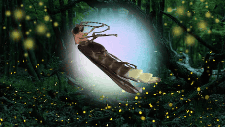 Buscan nombre para especie de luciérnaga descubierta en Chapultepec Buscan nombre para especie de luciérnaga descubierta en Chapultepec