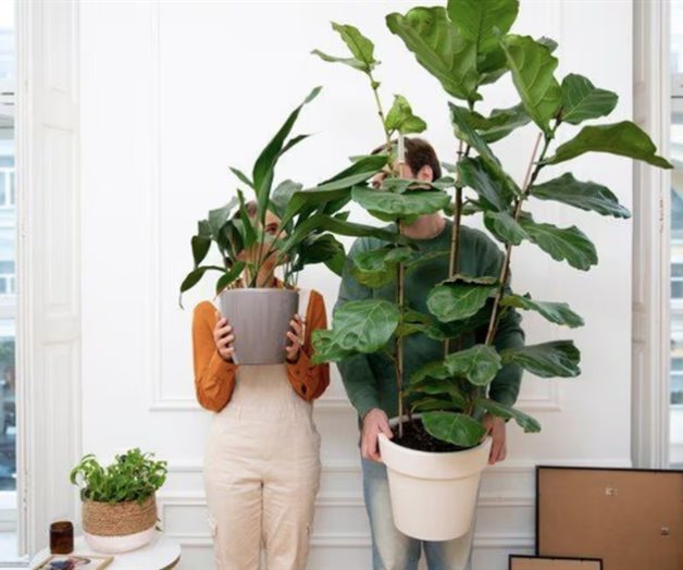 Cinco plantas para refrescar tu hogar y purificar el aire Cinco plantas para refrescar tu hogar y purificar el aire