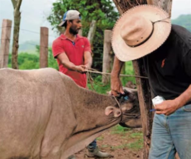 Piden liberar moscas estériles para combatir gusano barrenador Piden liberar moscas estériles para combatir gusano barrenador
