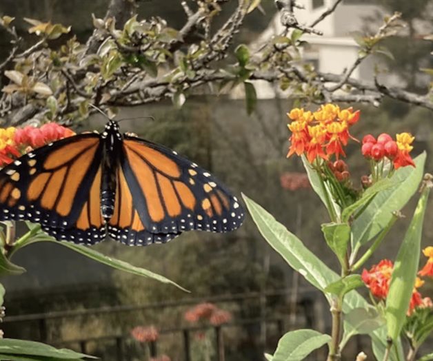 Mariposa Monarca: Declarado el 10 de noviembre como Día Nacional Mariposa Monarca: Declarado el 10 de noviembre como Día Nacional