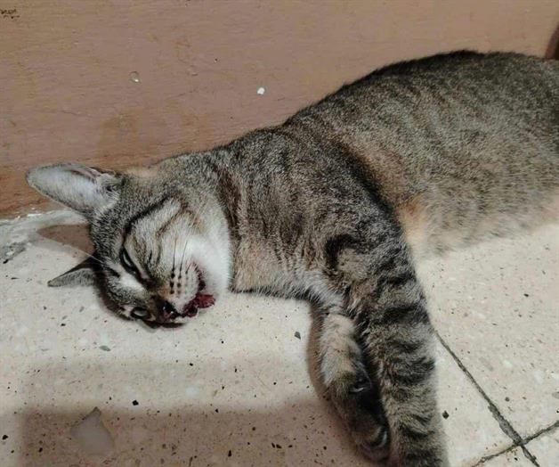 Denuncian un caso de maltrato animal Denuncian un caso de maltrato animal
