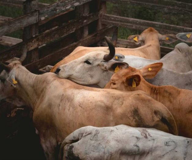 Autorizan uso condicional de primer fármaco contra gusano barrenador Autorizan uso condicional de primer fármaco contra gusano barrenador