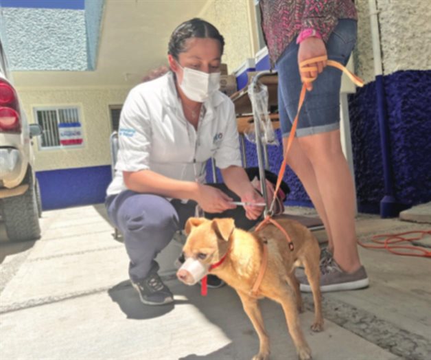 Alistan jornada de vacunación para mascotas en Matamoros Alistan jornada de vacunación para mascotas en Matamoros