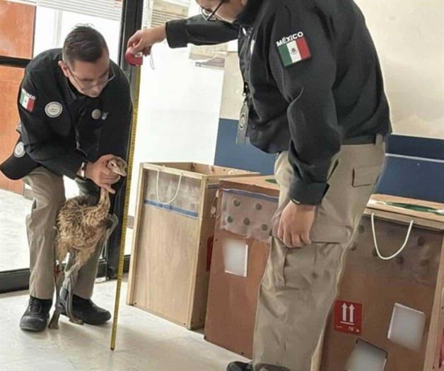 Guardia Nacional rescata tres avestruces en Tamaulipas; eran enviados por paquetería Guardia Nacional rescata tres avestruces en Tamaulipas; eran enviados por paquetería