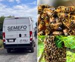 Un muerto por el ataque de abejas