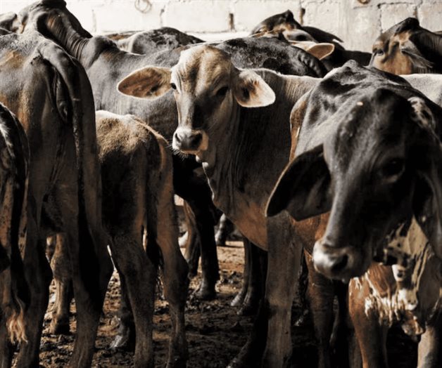 Reportan 658 casos de gusano barrenador en 77 municipios de Yucatán Reportan 658 casos de gusano barrenador en 77 municipios de Yucatán