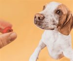 ¿Qué frutas pueden comer los perros?