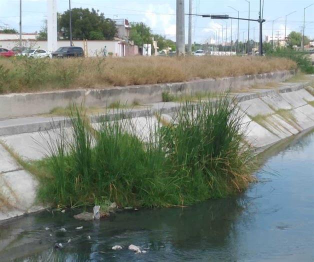 Cubren maleza y basura canales pluviales Cubren maleza y basura canales pluviales