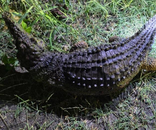 Alertan vecinos a bomberos de presencia de cocodrilo en Ciudad Victoria; era de juguete Alertan vecinos a bomberos de presencia de cocodrilo en Ciudad Victoria; era de juguete